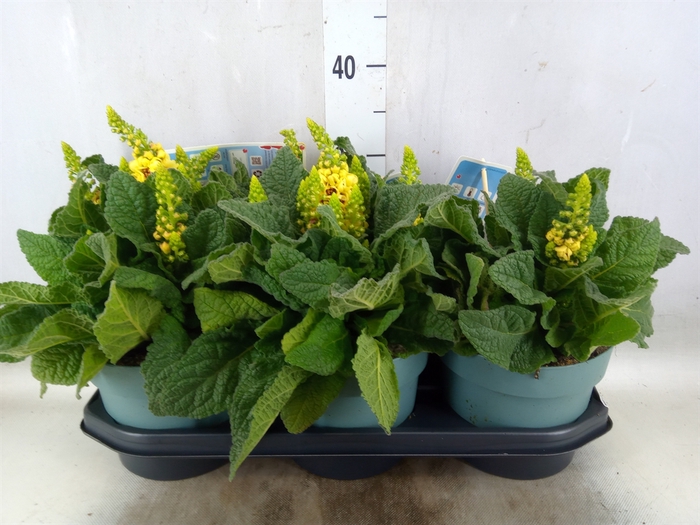 <h4>Verbascum phoeniceum</h4>
