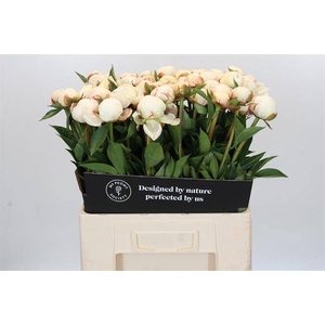 Paeonia mary e nicholls