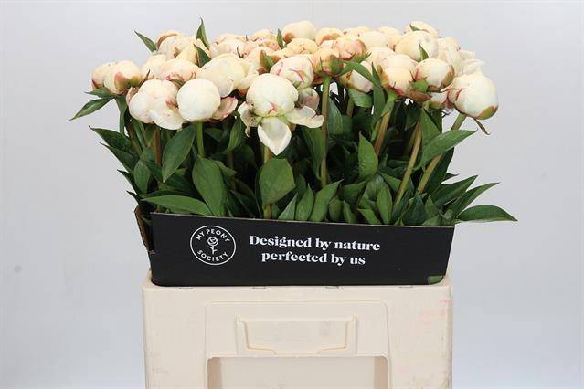 <h4>Paeonia mary e nicholls</h4>