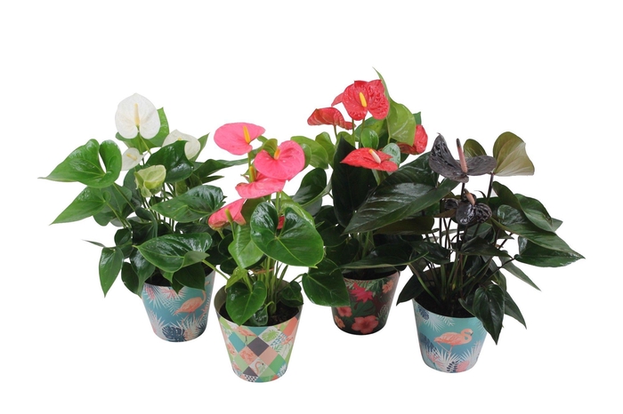 <h4>Anthurium Flamingo mix 14cm in leuke flamingocover</h4>