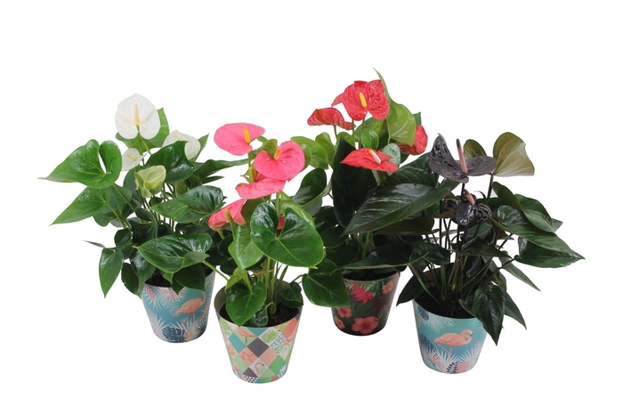 <h4>Anthurium Flamingo mix 14cm in leuke flamingocover</h4>