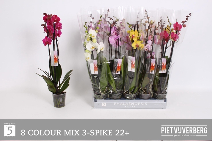 <h4>PHAL GEM 8 KL</h4>