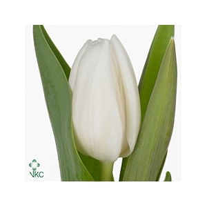 DANSKE TULIPANER ENKELT