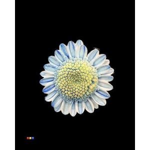 Chr T Stallion Dusty Blue