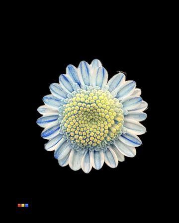 <h4>Chr T Stallion Dusty Blue</h4>