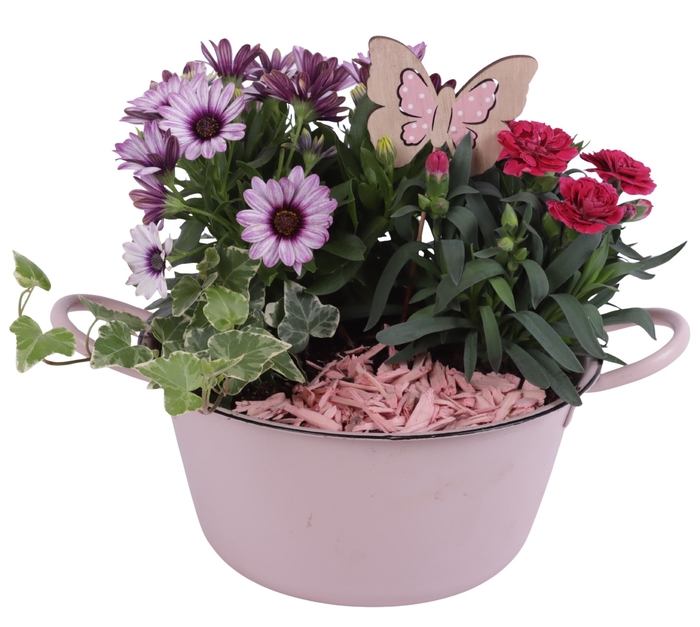 <h4>Spring Flower Arr. Outdoor Zinc Bowl with Handles Pink Ø22cm 3PP</h4>