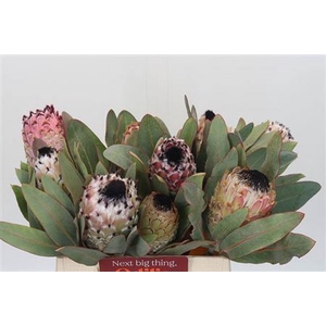Protea Barbigera