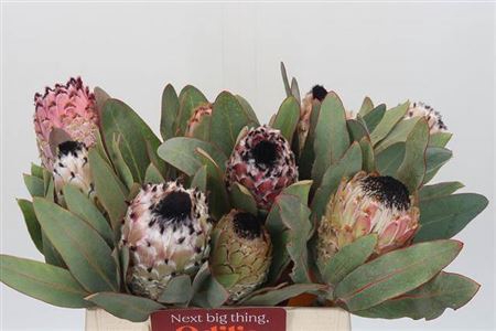 <h4>Protea Barbigera</h4>