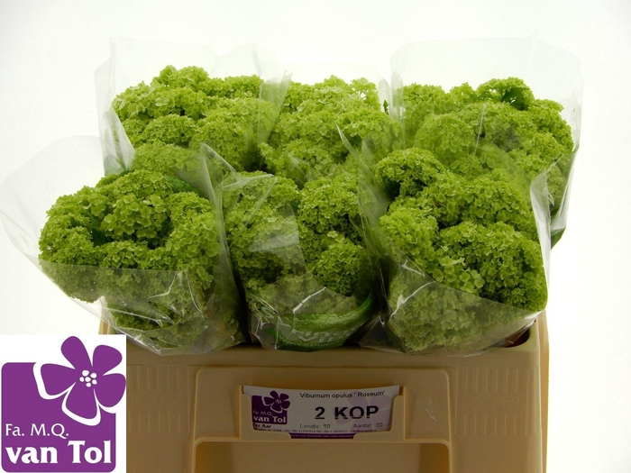 <h4>VIBURNUM ROSEUM ST</h4>