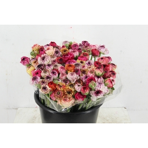 RAN ELEGANCE CAPPUCCINO