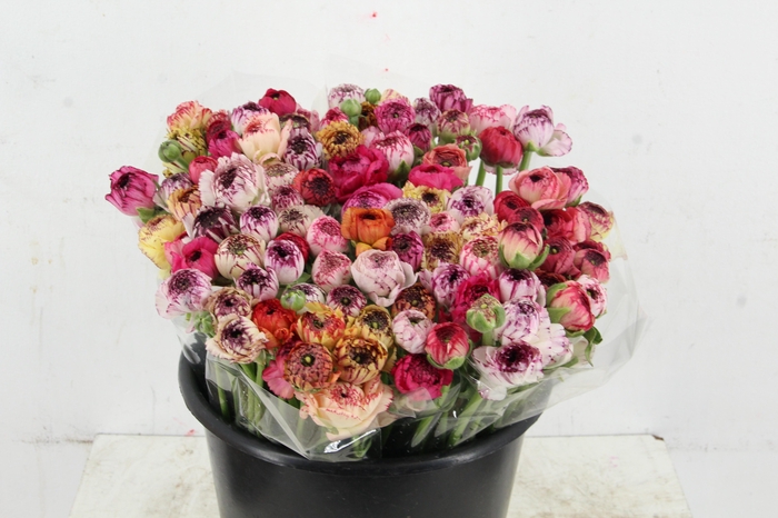 <h4>RAN ELEGANCE CAPPUCCINO</h4>