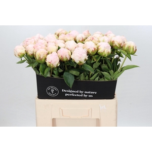 Paeonia Mothers Choice