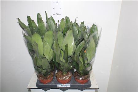 <h4>Aech Pe Elegant Flam</h4>