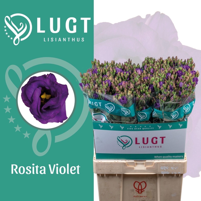 <h4>LIS G ROSITA VIOLET</h4>