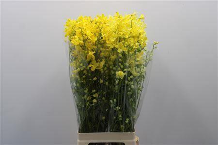 <h4>Delph En M Sil White Yellow Dyed</h4>