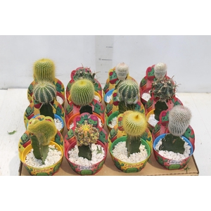 CACTUS ENXERTADO P10