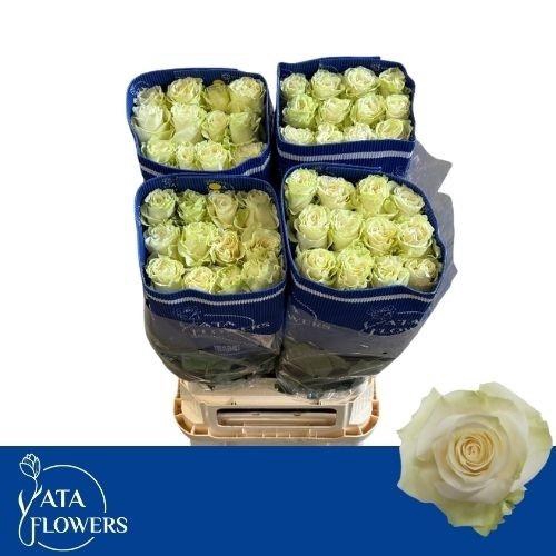 <h4>R Gr Mondial</h4>