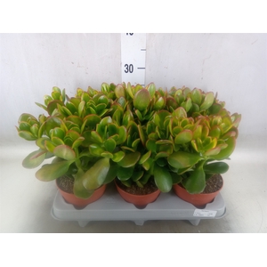 Crassula ovata 'Sunset'