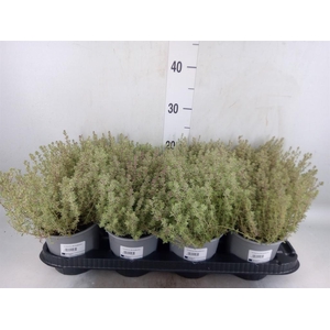 Thymus citriodorus 'Silver Queen'