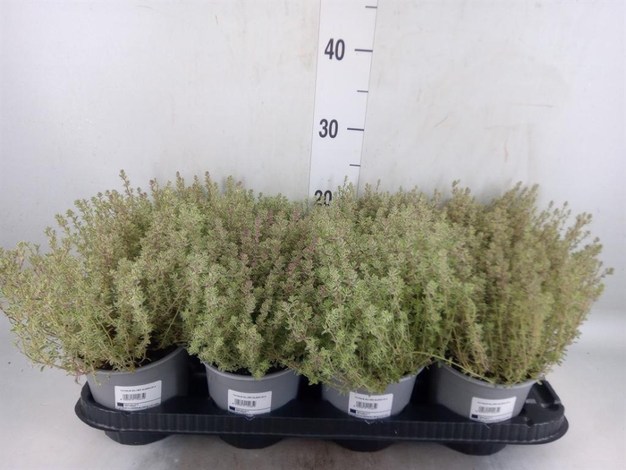 <h4>Thymus citriodorus 'Silver Queen'</h4>