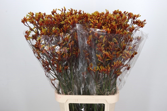 Anigozanthos Gold Fever