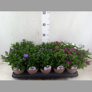 Aster  'Crown'   ...mix