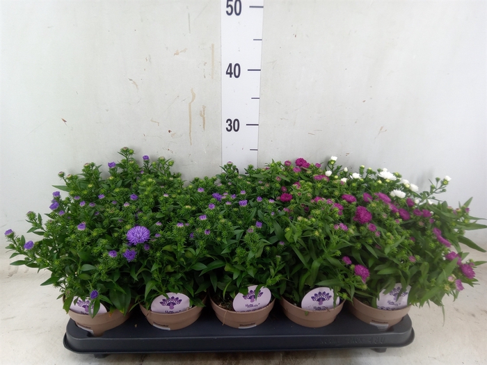 <h4>Aster  'Crown'   ...mix</h4>