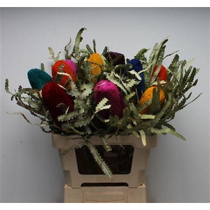 Banksia Prionotis Mixed Colours