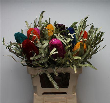 <h4>Banksia Prionotis Mixed Colours</h4>