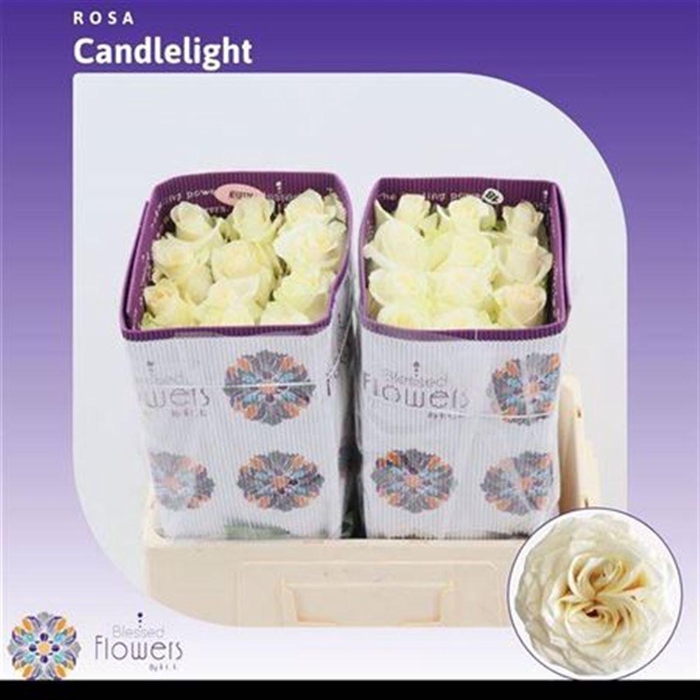 <h4>R Gr Candlelight Ec</h4>