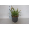 vaste planten 19 cm  Carex Feather Everest