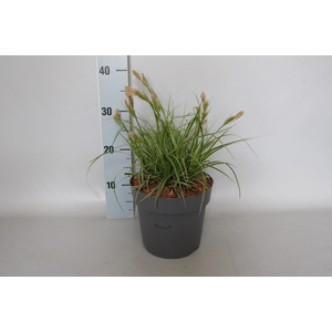 vaste planten 19 cm  Carex Feather Falls