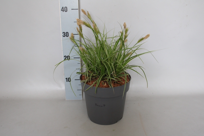 vaste planten 19 cm  Carex Feather Falls