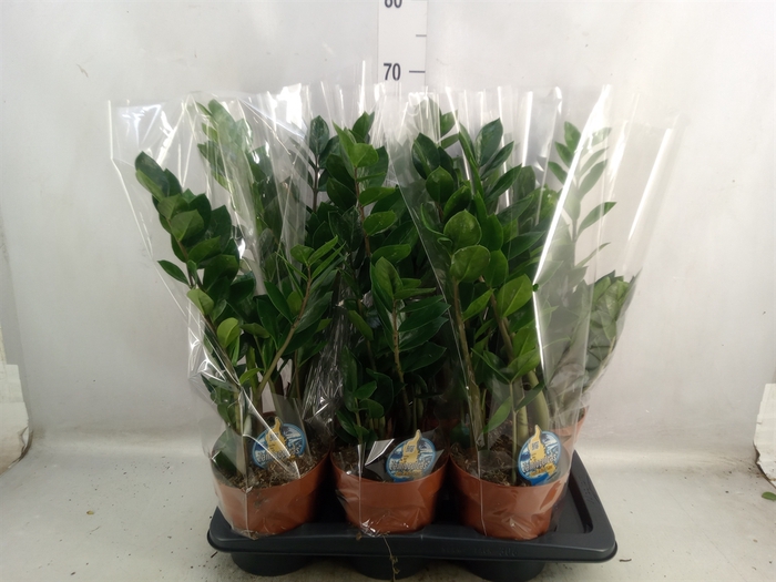 <h4>Zamioculcas zamiifolia</h4>