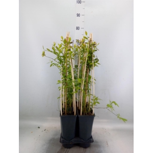 Vaccinium corymbos. 'Goldtraube 71'