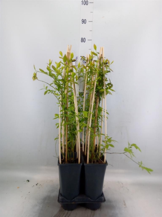<h4>Vaccinium corymbos. 'Goldtraube 71'</h4>