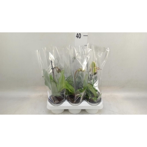 Paphiopedilum   ...
