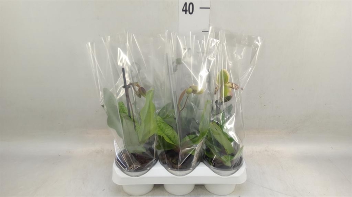 <h4>Paphiopedilum   ...</h4>