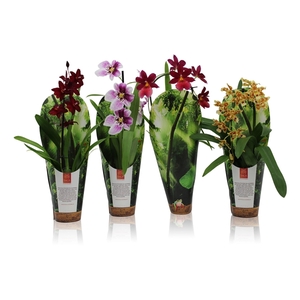 Inca Orchid mix 1 spike incl. Cascade 9cm luxury jungle cover