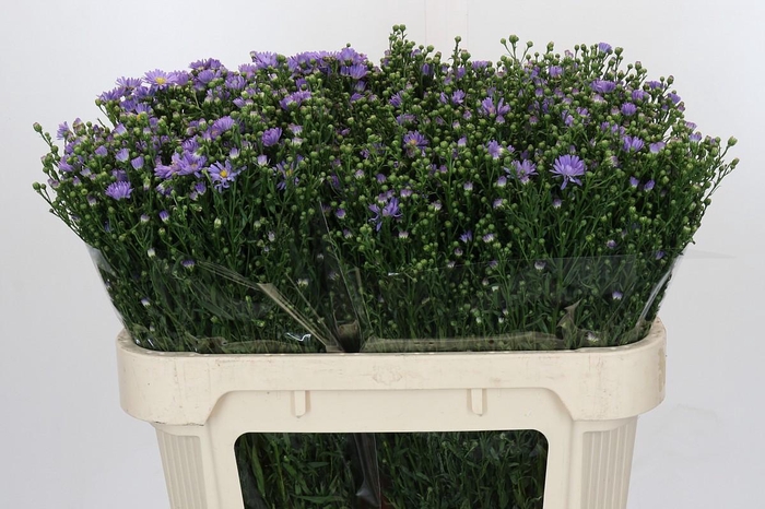 <h4>Aster Cassandra</h4>