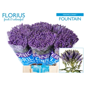 Veronica Smart Fountain Spray Florius