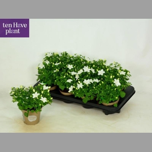 CAMP IS ATLANT WHITE