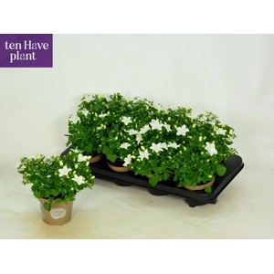 CAMP IS ATLANT WHITE