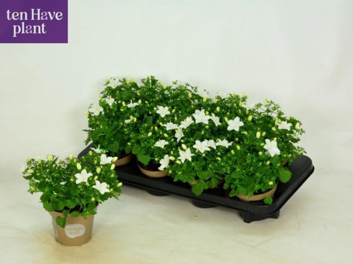 <h4>CAMP IS ATLANT WHITE</h4>