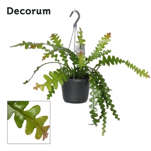 Epiphyllum Anguliger P17