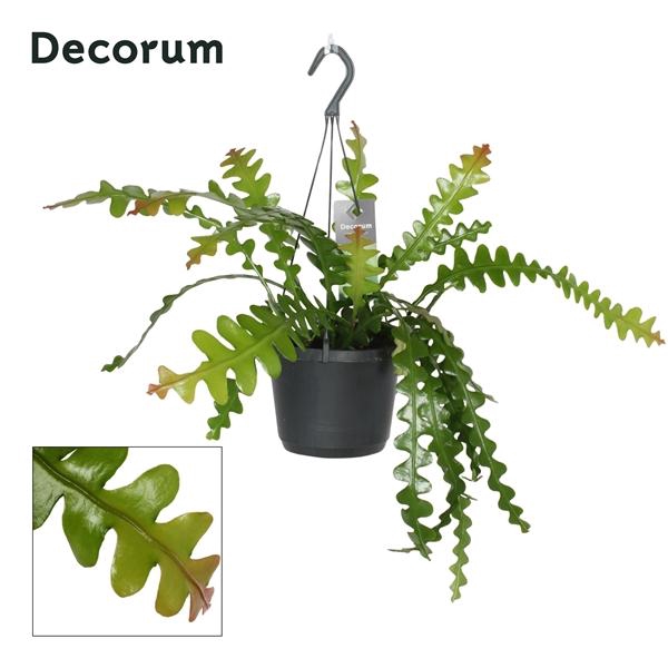 <h4>Epiphyllum Anguliger P17</h4>