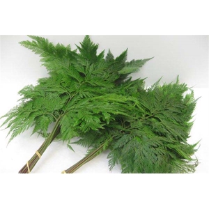 Davallia Fejeensis 10 Stems Bunch