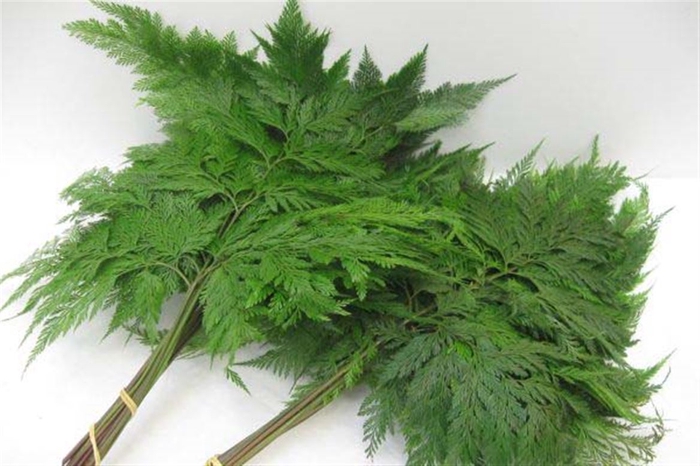 <h4>Davallia Fejeensis 10 Stems Bunch</h4>