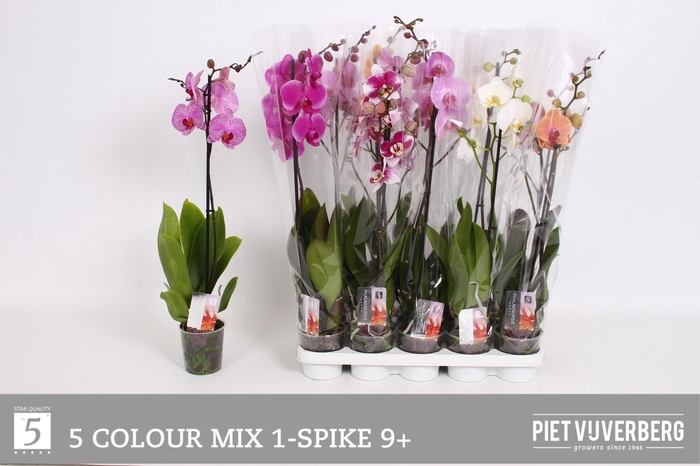 <h4>PHAL GEM 5 KL</h4>