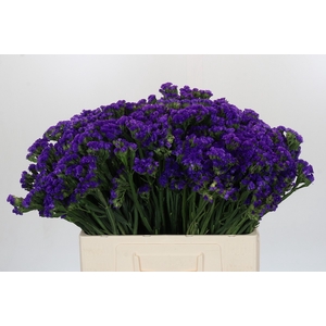Limonium Sinuatum Navy Sun Birds